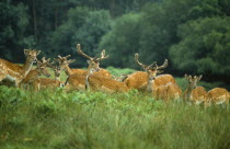 Group of Fallow deer stags standing in long grass and bracken.