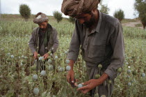 OPium Poppy harvest with two Muslim men working in field. June 1998