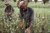 Opium Poppy harvest with two Muslim men working in field. June 1998