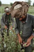 Opium Poppy harvest with two Muslim men working in field. June 1998