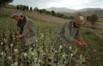 Opium Poppy harvest with two Muslim men working in field. June 1998