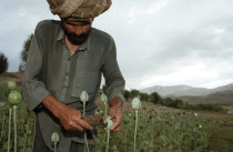 Opium Poppy harvest with Muslim man working in the field. June 1998