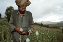 Opium Poppy harvest with Muslim man working in field. June 1998