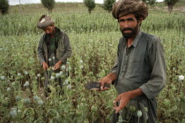 Opium Poppy harvest with two Muslim men working in field. June 1998