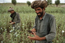 Opium Poppy harvest with two Muslim men working in field. June 1998