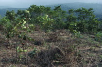 Tree saplings planted as part of reforestation project.