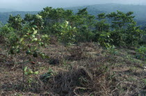 Tree saplings planted as part of reforestation project.