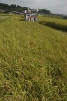 Koshi Hikari rice being harvested with rice combine at work and the village in the background
