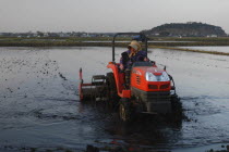 Mrs. Katsumata  over 70 years old  drives tractor preparing rice field in spring