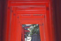 Nezu. The vermillion torii entrance gates at the Inari shrine of Nezu-Jinja