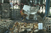 Market scene with man reading newspaper behind ducks and chickens in small cages. Canton