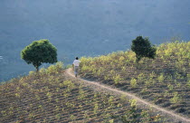 Man walking through a field of coca.  Coca is still traditionally chewed by the Andean Indians but is also the base of cocaine.