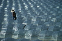 Farmer working in field with plastic protecting watermelon crop.