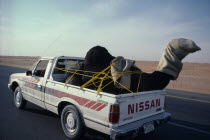 Car traveling down road transporting a camel in the back. Automobile