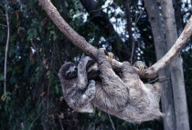 Three Toed Sloth Mother and baby hanging off branch.Also known Bradypus Griseus