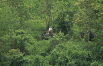 Trekking through jungle on elephants from Chiang Dao elephant training centre. Center