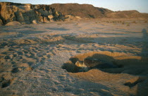 Green turtle laying eggs at dawn