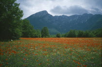 Poppy filed with the Appenine Mountains in the distance