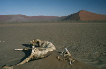 Oryx Corpse in the foreground with red sand dunes in the distance