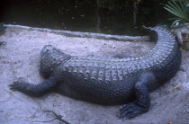 Alligator lying on the sand by the side of a pond.
