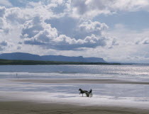 Trotting horse and trap on sandy beach with sparkling sea and distant headland behind.