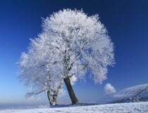 Northern Ireland  Armagh.  Navan Fort in winter with two trees thickly covered with snow.