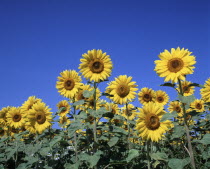 Sunflowers against a cloudless sky.