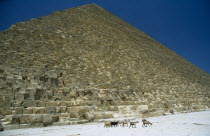 The Pyramid of Cheops with goats walking past the base
