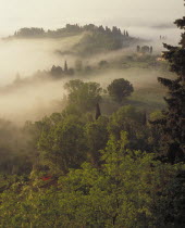Morning mist rising over vineyards and farmhouse amongst green trees