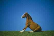 Pony on field ridge stretching out forelegs and sitting up on rump.