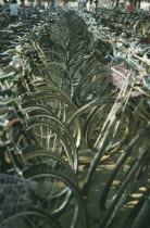 Bicycle Park with view along rows of bicycles