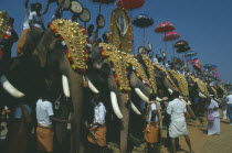 The Great Elephant March. Decorated elephants standing in line with handlers