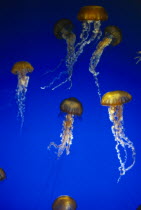 Jelly fish in Aquarium