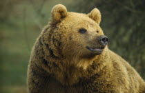 Brown Bear  Ursus arctos .  Single animal in captivity.