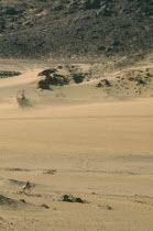 Camel and rider in desert