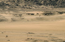Rider on camel in desert