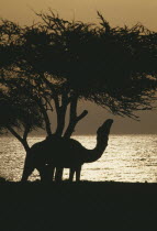 Camel under Acacia tree at sunset