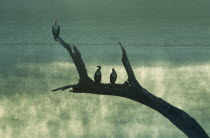Silhouetted Shags perched on tree branch beside Lake in wildlife sanctuary.