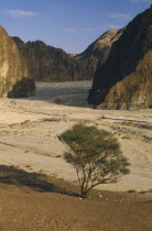 Tree at entrance to valley in semidesert area