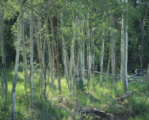 Aspen trees sunlight throslender silver barked trees long grass