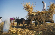 Harvested crop being loaded onto bullock cart.