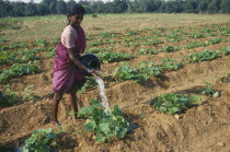 Woman watering vegetable crop by hand.