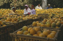 Orange harvest. Oranges crated in orchard. Female pickers in foreground. Men behind