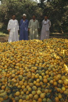 Four men standing behind harvested oranges in orchard