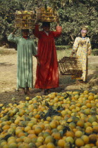 Orange harvest. Female pickers with crates on their heads
