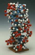 Molymod model of DNA