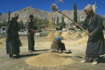 Farm workers sifting wheat