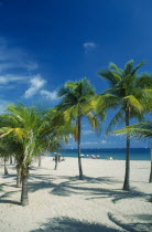 Palm trees on quiet sandy beach with few sunbathers.