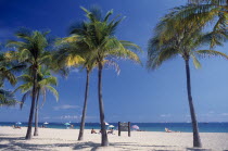 Quiet sandy beach lined with palm trees.