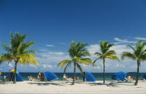 Line of palm trees and wind breakers on sandy beach.
